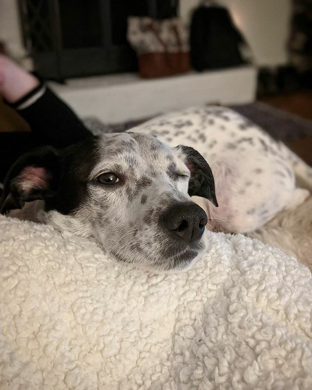 QueenKonigin's tweet photo. 😉😉😉
.
.
.
#whatthefluff #ellenratemydog #snootchallenge #weeklyfluff #dogsofbark #pupflix #fortheloveofpets #pawz #instagood #animalfriends #9gag #whatthefluffchallenge #womansbestfriend #9gagcute #mydogismy #dogsofinstagram #petzzrule #todayfanphoto… https://t.co/VYsWInemab https://t.co/I1xM0oAtdo