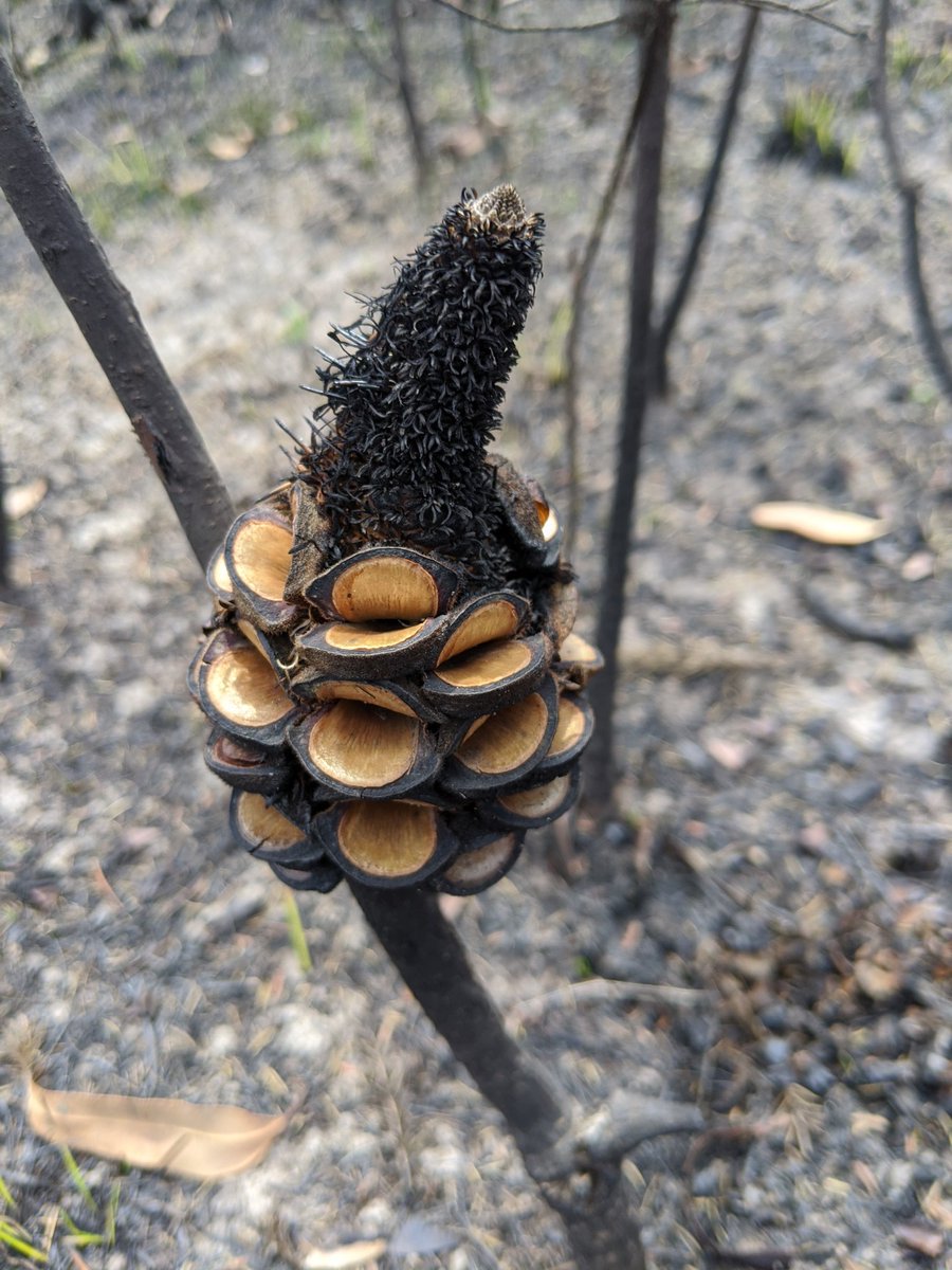 EcolJim's tweet photo. Spent the last two days helping @bridgeridoo with post-fire fauna surveys. The extent of the fires is unbelievable, but there's plenty of evidence of recovery already. Opened seed pods and epicormic resprouting https://t.co/gtYyniwAPl