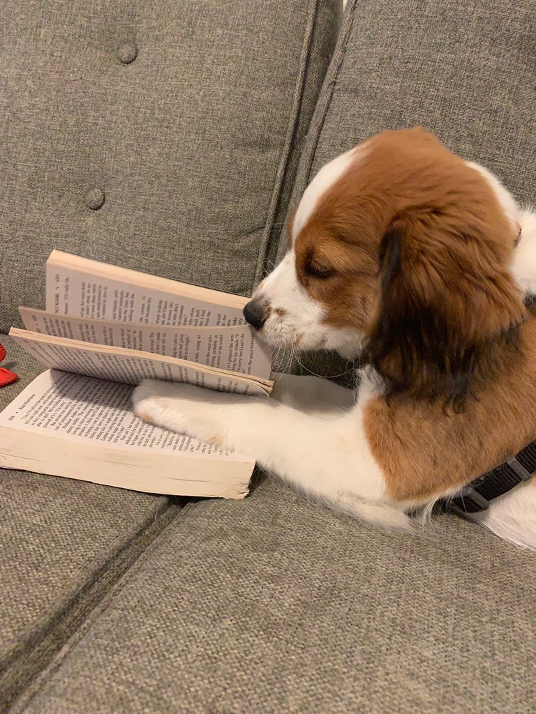 BSUCommStudies's tweet photo. Fletcher has his texts and is ready to attack the semester! How about you? #BACKTOSCHOOL https://t.co/d6RpyC5PgP