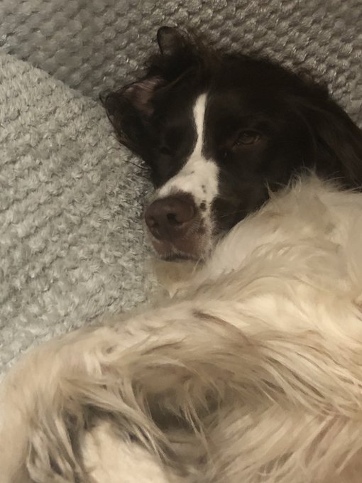 When your dog is so tired he actually looks drunk 🥴 https://t.co/7VIJhp9tLN
