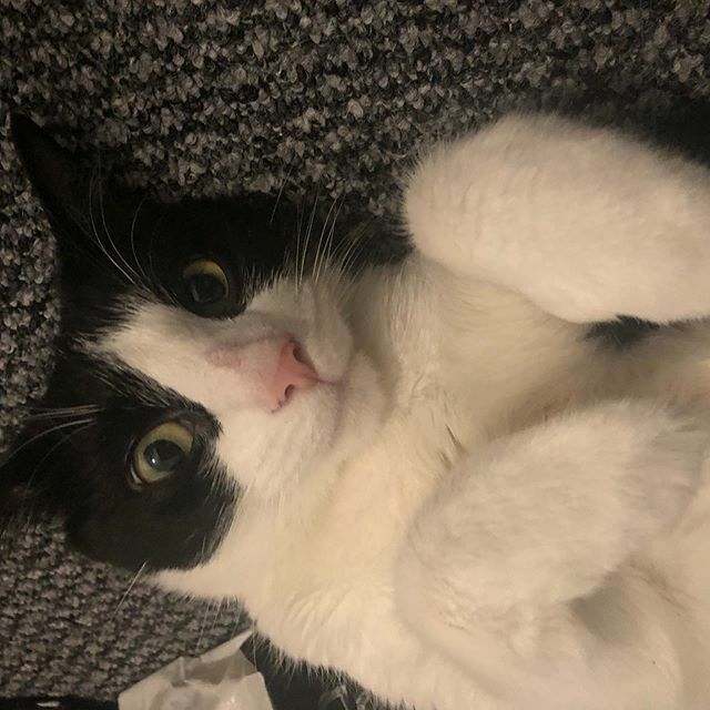 gemmih83's tweet photo. This Cat!!!! Oreo. #catsofinstagram #cat #blackandwhitecatsofinstagram #blackandwhitecat #tuxedocatsofinstagram #tuxedocat #onlyoreocat #onlyoreo #cheekycat #furbaby #furbabylove https://t.co/BAxAuC2ayp https://t.co/riykMpoK6Q