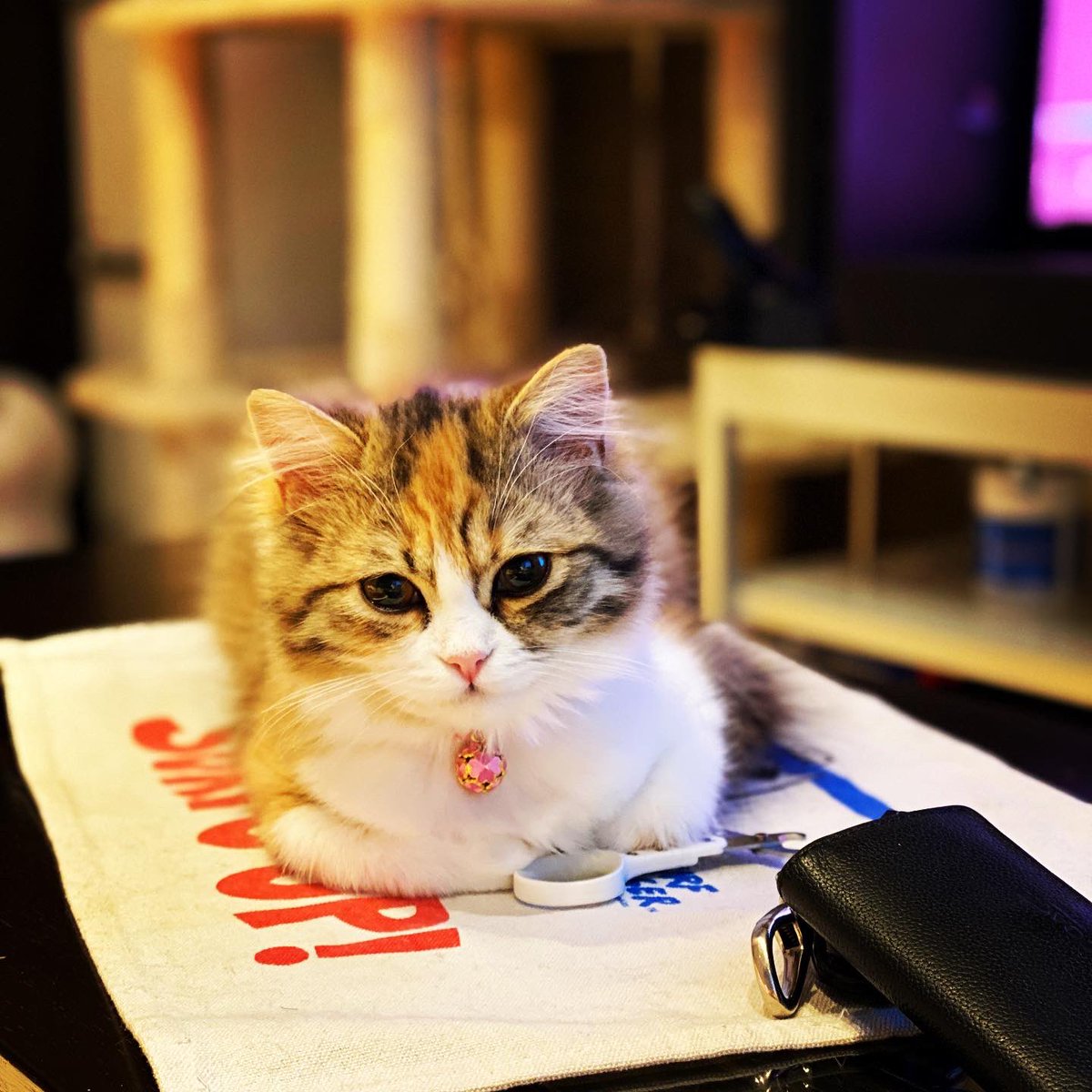 HottaMichell's tweet photo. ミシェルー、そこ、
テーブルー。#Cat #cats #pets #catlife #cute #cutecat #modelcat #kitten #catpic #ScottishFold #ミシェルデイズ #猫との暮らし #もふねこ #猫 #ねこのきもち #ねこ部 #ねこ #twitcat https://t.co/vwaFr7xBK8
