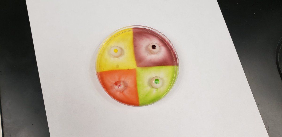 Dan Quinlan (@dquinlanmms) on Twitter photo 8G science #MakingMindsStronger today w Skittles diffusion lab. Observe and explain like a scientist. #engagedlearning <a href="/MMS_Mexico_MO/">Mexico Middle School</a> 8G science #MakingMindsStronger today w Skittles diffusion lab. Observe and explain like a scientist. #engagedlearning <a href="/MMS_Mexico_MO/">Mexico Middle School</a>