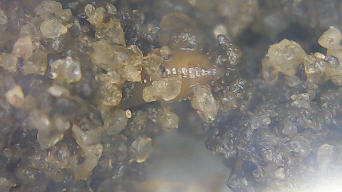 #ROADSonMars Search for Life Mini-Challenge Team NJ005
#Mars2020 #STEM fun 
Students collected samples outside to see if #life survives in the #NewJersey #winter #SearchForLife #microscope #petridish #middleschool #LifeEndures #Endurance Yes, it was moving!  #EggHarborTownshipPAL