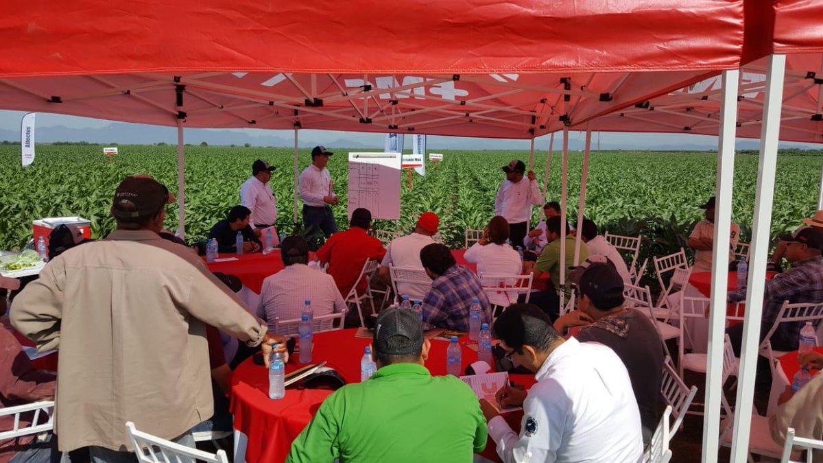 agroquimicaFMC's tweet photo. El día de ayer tuvimos un recorrido en campo🌱 con técnicos y agricultores🤠 del sur de Sinaloa; donde mostramos resultados de nuestros productos como #Coragen, #Avaunt, #MassadaMax, #StymulusMax y #Soldier.😁👍 https://t.co/VM9VdWS6i5