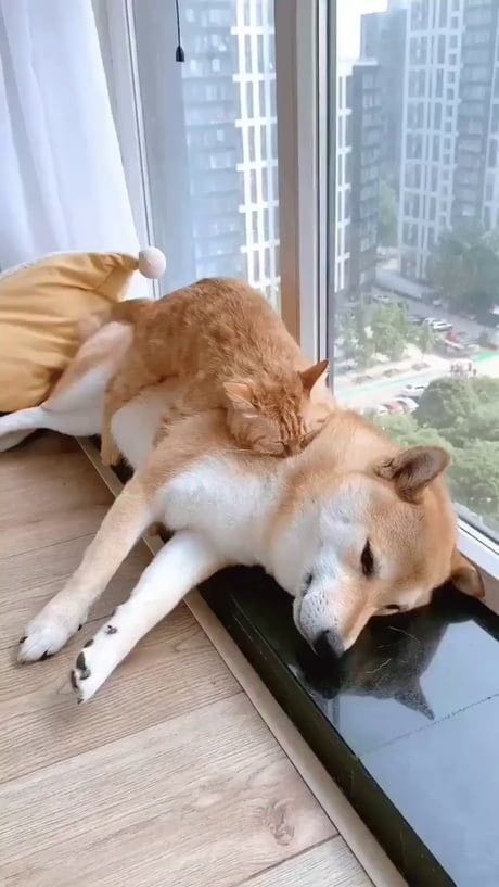 VideoMasterApp1's tweet photo. Taking a little nap. https://t.co/6Tg8aZx48G
