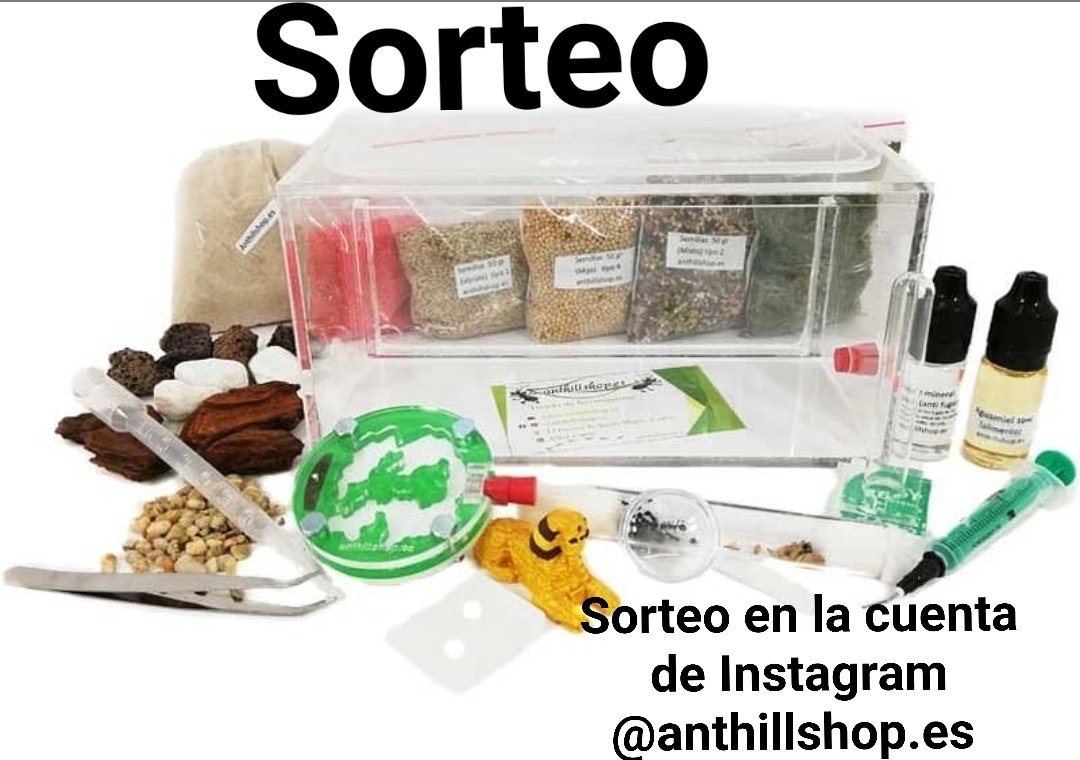anthillshop's tweet photo. SORTEO 📣de dos hormigueros 😲 con accesorios y 🐜🐜 en la cuenta de Instagram 👉 @anthillshop.es
#anthillshopes https://t.co/uAgutsSPxc