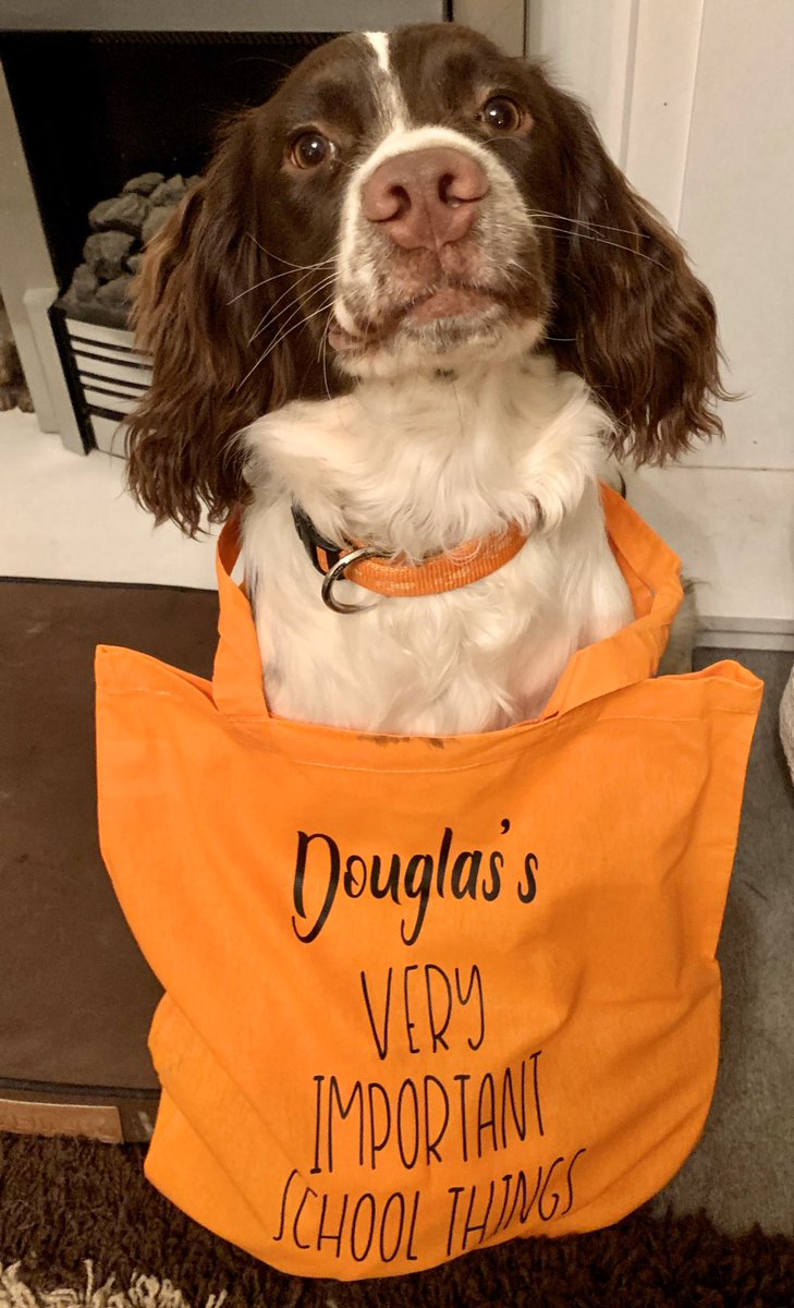 CHSG_MissHolmes's tweet photo. Douglas is taking our conversation about organisation and packing his bag the night before school very seriously #wellbeingdog #wellbeingdogintraining #teamchsg @CHSG_LRC @CarshaltonHigh https://t.co/3WDsyXtpvB