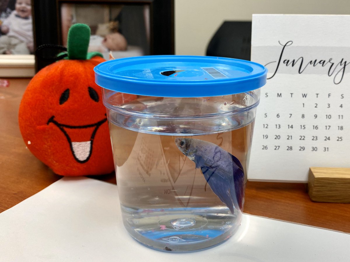 stuartscience's tweet photo. When you teach #science @sfccmo, you inherit pets. Everyone, meet Rowdy the blue Beta #everyfishneedsahome #labfish #rowdythebluebetafish #SFCCMOYearbook2020 #whydoesntrowdytheroadrunnerhaveatwitter https://t.co/rNgviSYA8d