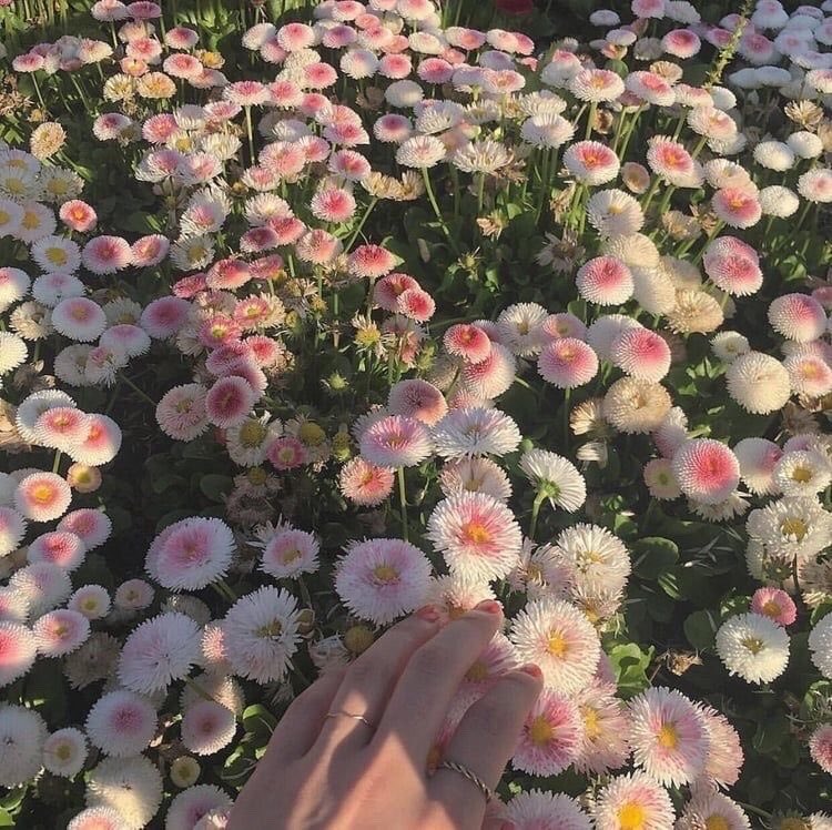 Faewitchling's tweet photo. #cottage #aesthetics https://t.co/4zOOXKdPM4