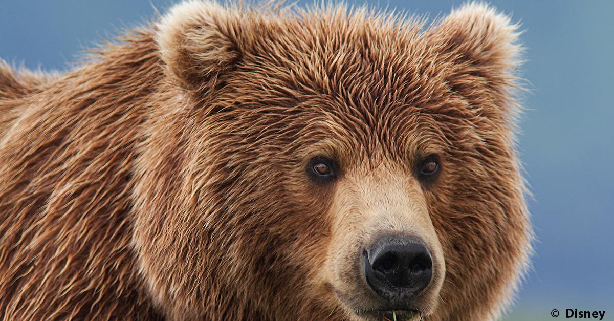 Pourquoi le grizzly porte-t-il ce nom ? 🐻 

A - La teinte grise qui caractérise l’extrémité de ses poils
B - Pour caractériser son grognement 
C - Pour caractériser son habitat