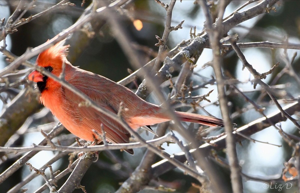 A male Northern Cardinal is perched on a small branch, with another twig in front of his face and body, partially obscuring him.