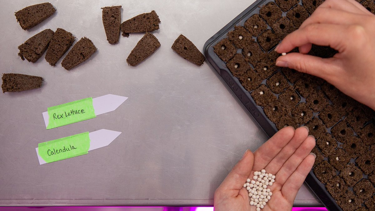 FreightFarms's tweet photo. At full capacity, #FreightFarmers seed an average of 1,000 plants a week. This process usually takes no longer than 2 hours and involves 4 easy steps. Read all about it 👇
https://t.co/ogQiQ9aUM4
 #sidehustle #agbusiness https://t.co/enlVXPlYOC