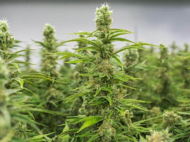 “Darling Buds of January” Large cannabis farm located on ‘HIGH’ Street in Keighley! If you smelll it, think it, report it! #policingkeighley #keighleyNPY @WYP_keighley