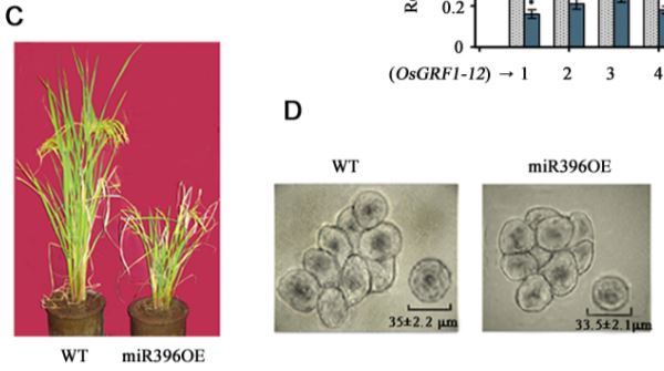PlantPhys's tweet image. SLENDER RICE1 and Oryza sativa INDETERMINATE DOMAIN2 Regulating OsmiR396 Is Involved in Stem Elongation #SignallingAndResponse #PlantBiology doi.org/10.1104/pp.19.…