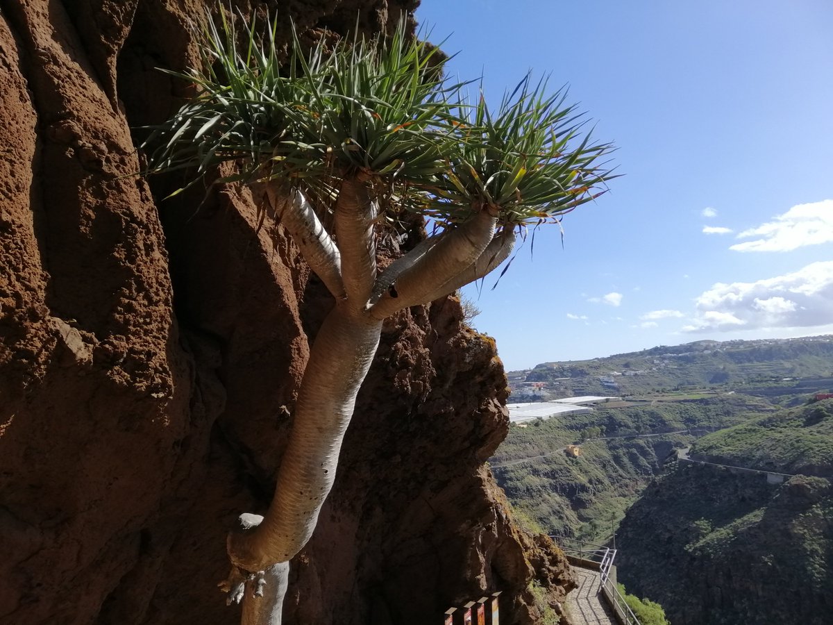 Uzivatel Eliza Chan Na Twitteru Today I Learnt About The Canary Island Dragon Tree Named Because Of Its Blood Red Sap Called Dragon S Blood The Indigenous Population Used The Sap