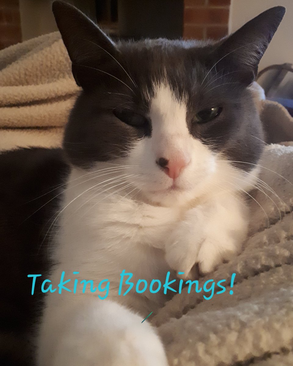 Don't miss out! Get in touch if your cat needs its annual vacation while you take yours. Over the last week I have taken lots of bookings for the summer months #takingbookings #bookearly #cattery #northallerton