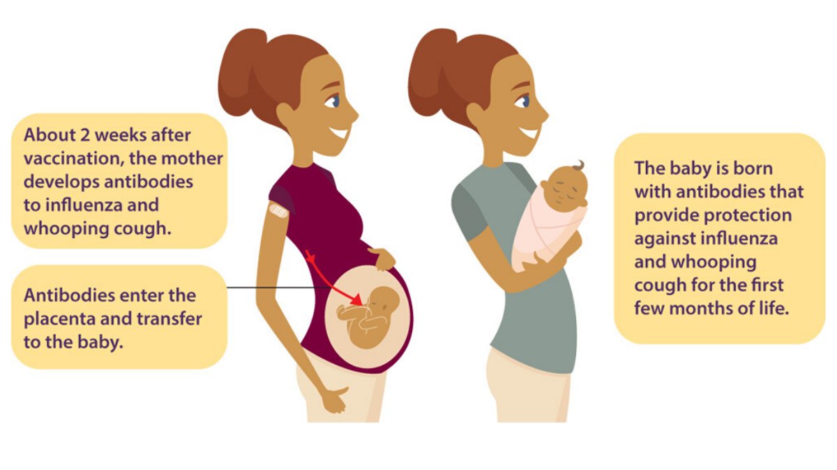 CDC on Twitter "Pregnant women who get vaccinated pass antibodies to