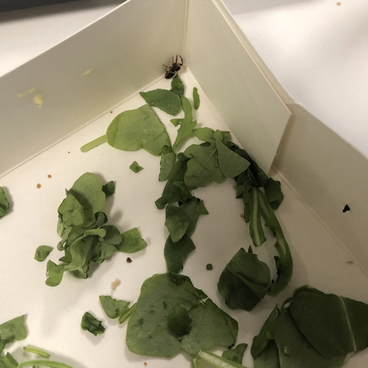 wumbocumbo's tweet photo. Found this giant spider in my @pret toast – absolutely repulsive 🤮Everyone pray I don’t have spider eggs growing inside me and stop going to Pret!!! 🙏🏼🙅🏼‍♀️🕷 https://t.co/QAdlkBqI1c