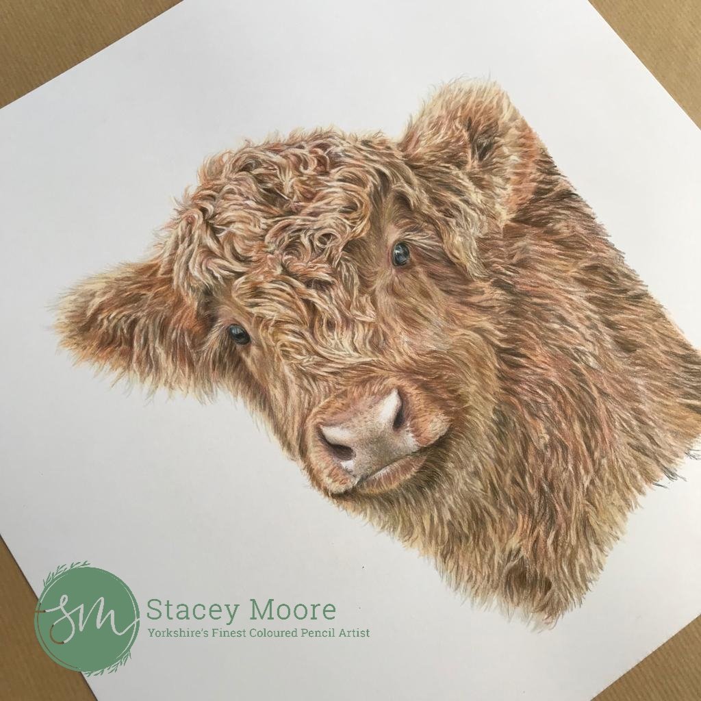 Happy to have finished the cutest little calf 'Edith' 🧡

#drawing #highlandcalf 
staceymooreart.com