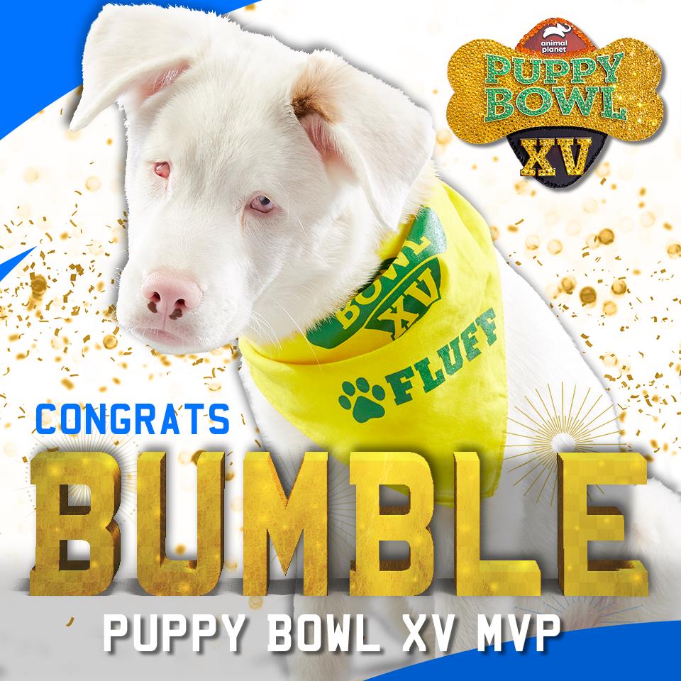 DoubleJDogRanch's tweet photo. Double J Dog Ranch is super excited for game day, being represented by two of our special needs puppies Filbert and Daphne.  Let's not forget about Dog Bowl lll airing Saturday at 8 eastern, 5 pacific.  Can't wait to watch our deaf Aussie Lulu compete!!  MVP repeat? #puppybowlxvi https://t.co/5LCFjaV15y