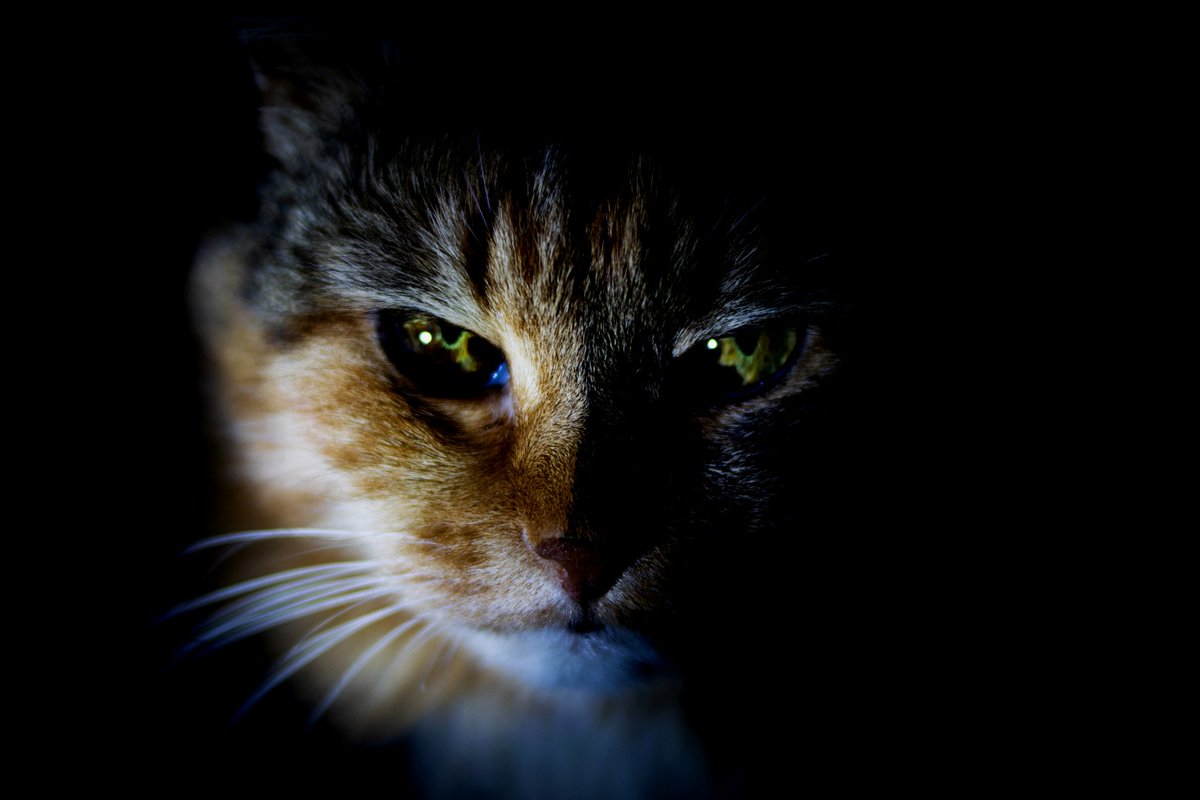 BJ Condike Author tweet media