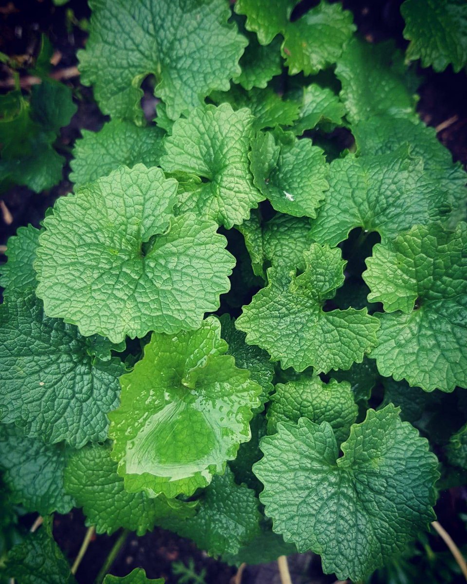 Winter salads are starting to come through, Jack by the hedge is one of our favourites. Fresh in salads this leaf will add a real spicy punch to the dish. Join us in a foraging walk to find your local wild salads. totallywilduk.co.uk