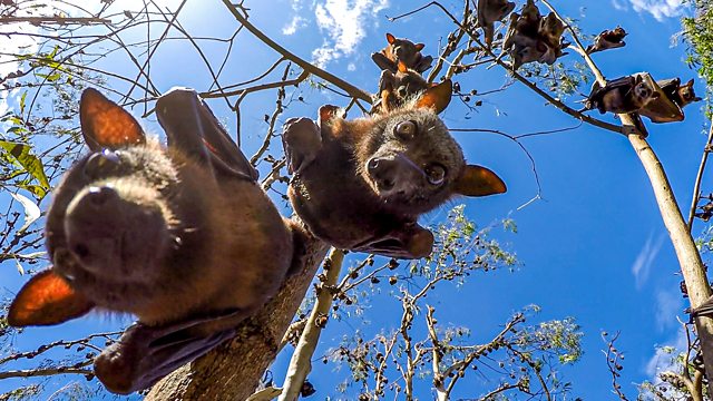 #SpyInTheWild is back, infiltrating the animal world and bringing us closer to more creatures than ever!  🦇🐿🐒

9pm | <a href="/BBCOne/">BBC One</a> &amp; <a href="/BBCiPlayer/">BBC iPlayer</a>.
👉 bbc.in/2RCv89P