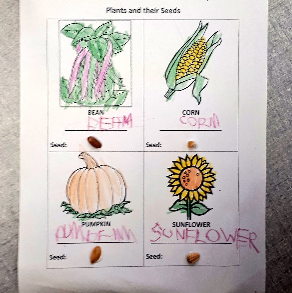 seedlingstories's tweet photo. What kinds of seeds are these? Exploring plants and their seeds with Ms Church's #Kindergarten class. Almost all of the seeds were from our own garden!
@TDSBBlake #schoolgarden #gardeningwithkids #OntF2S #seeds #plantlifecycles #plantparts #seedID #gardenart https://t.co/j1hszrHUOw