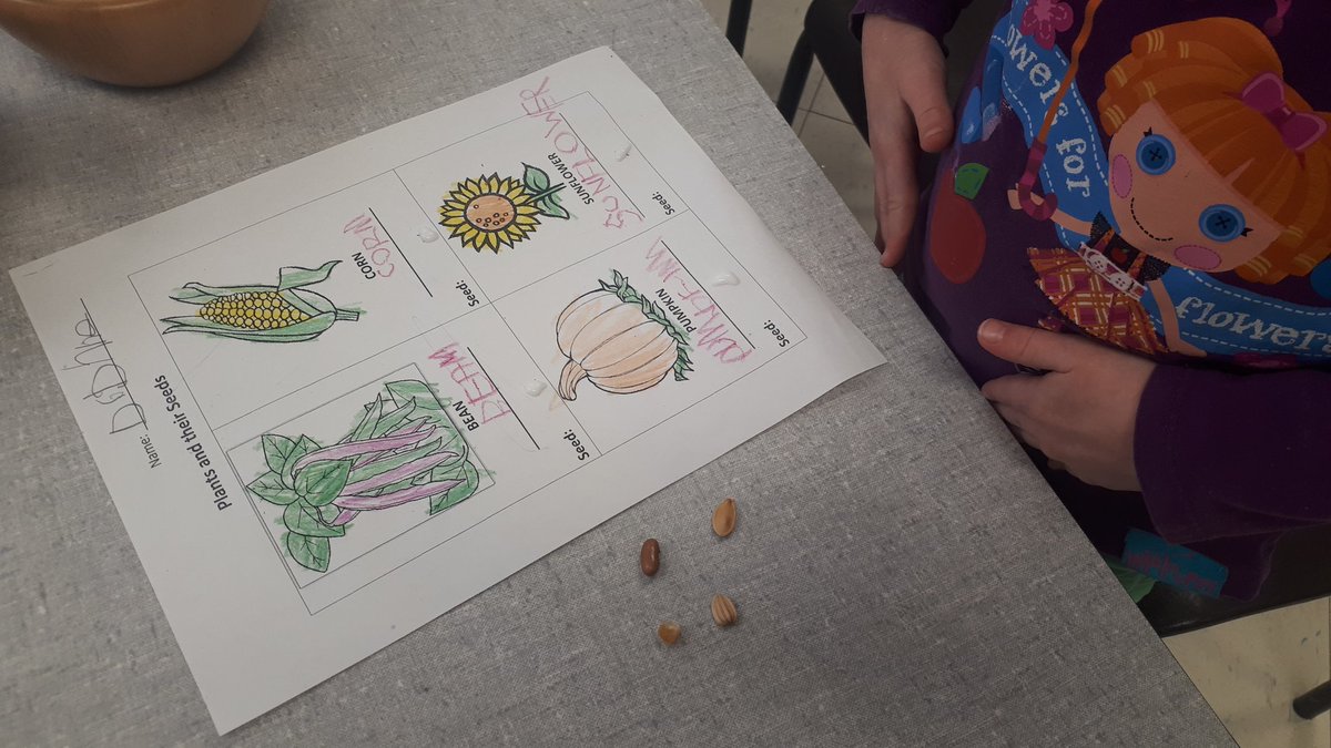 seedlingstories's tweet photo. What kinds of seeds are these? Exploring plants and their seeds with Ms Church's #Kindergarten class. Almost all of the seeds were from our own garden!
@TDSBBlake #schoolgarden #gardeningwithkids #OntF2S #seeds #plantlifecycles #plantparts #seedID #gardenart https://t.co/j1hszrHUOw