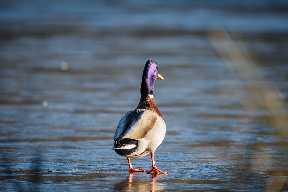 Duck stood on frozen pond.