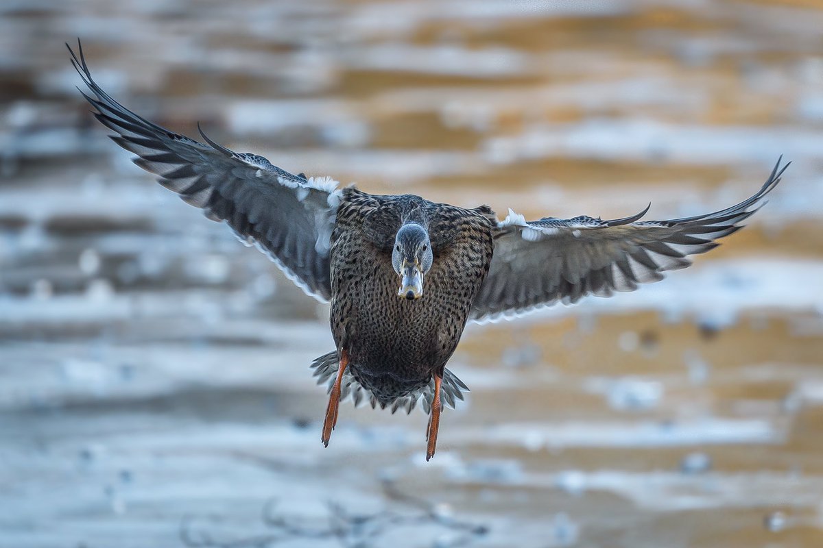 Duck taking flight from a frozen pond.