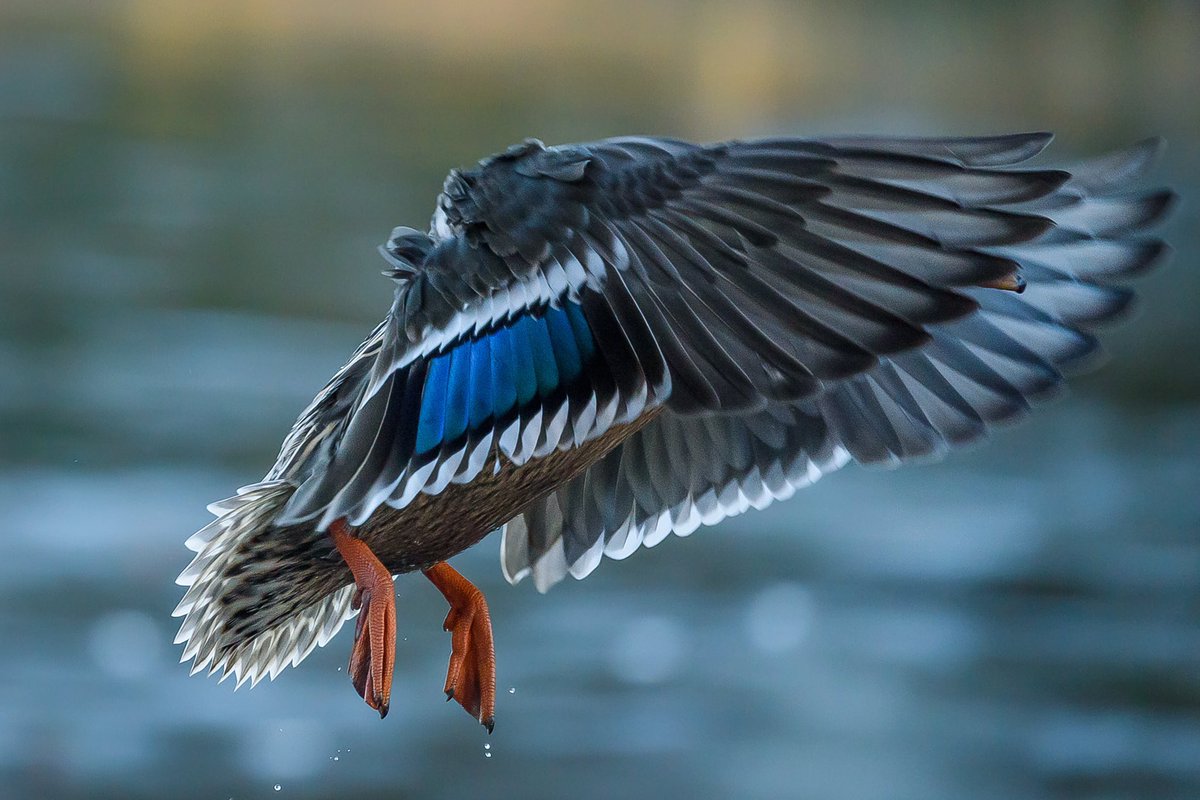 Duck in flight having taken off from a frozen pond.