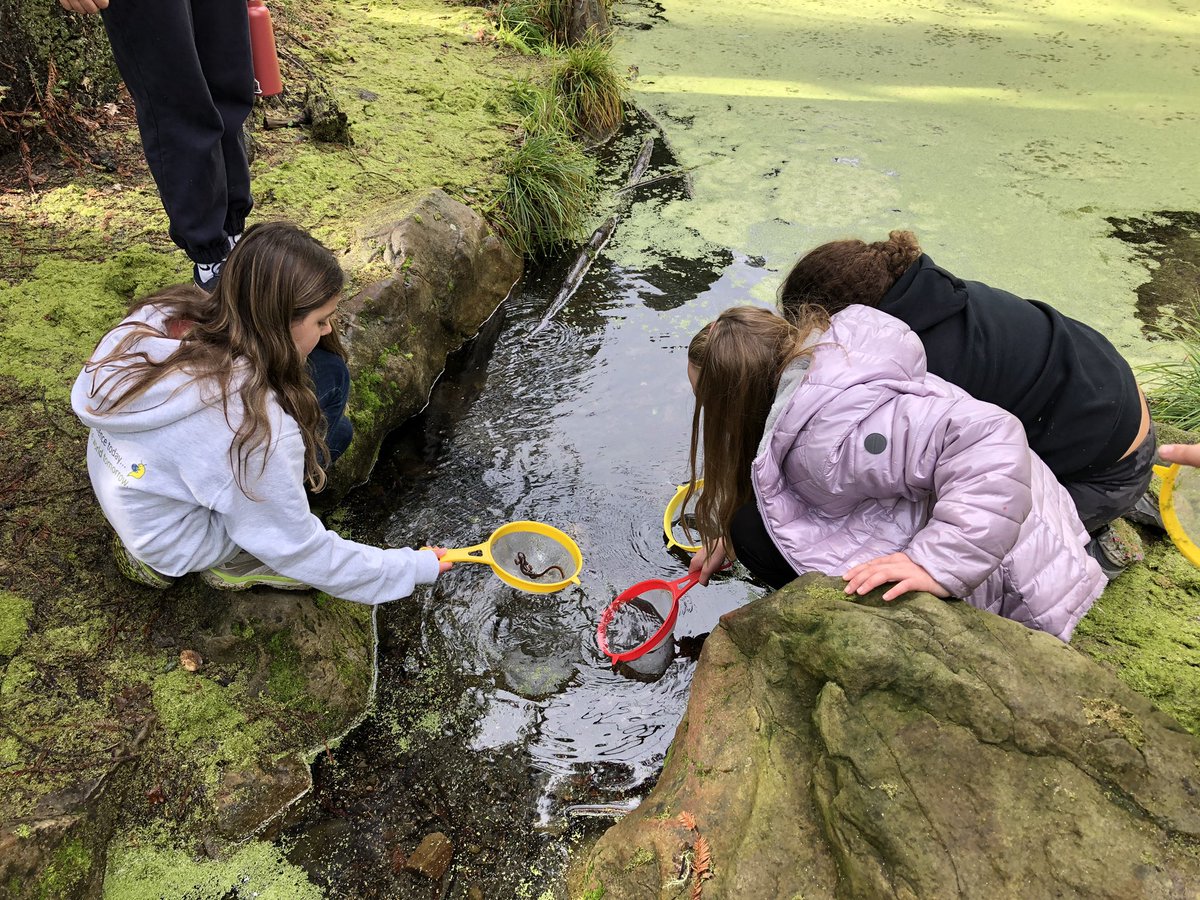 viner_jayne's tweet photo. Exploring the pond habitat and finding newts and scuds among the duck weed https://t.co/GL0f1zXwTR