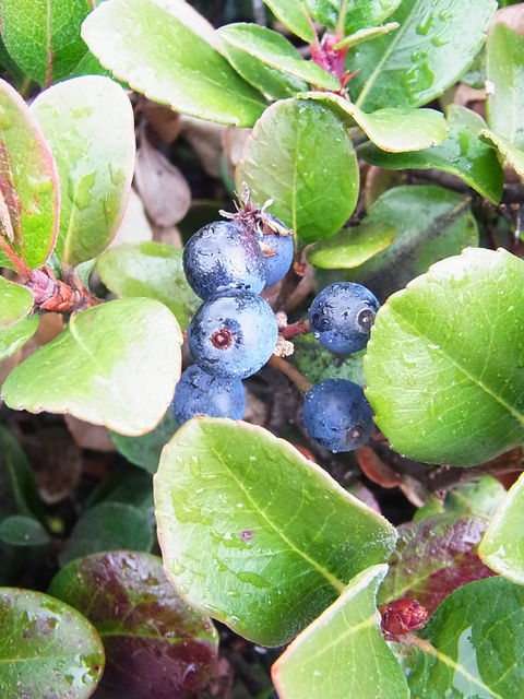 薄荷 シャリンバイに 実が付いてたよ 植物 実 シャリンバイ バラ科