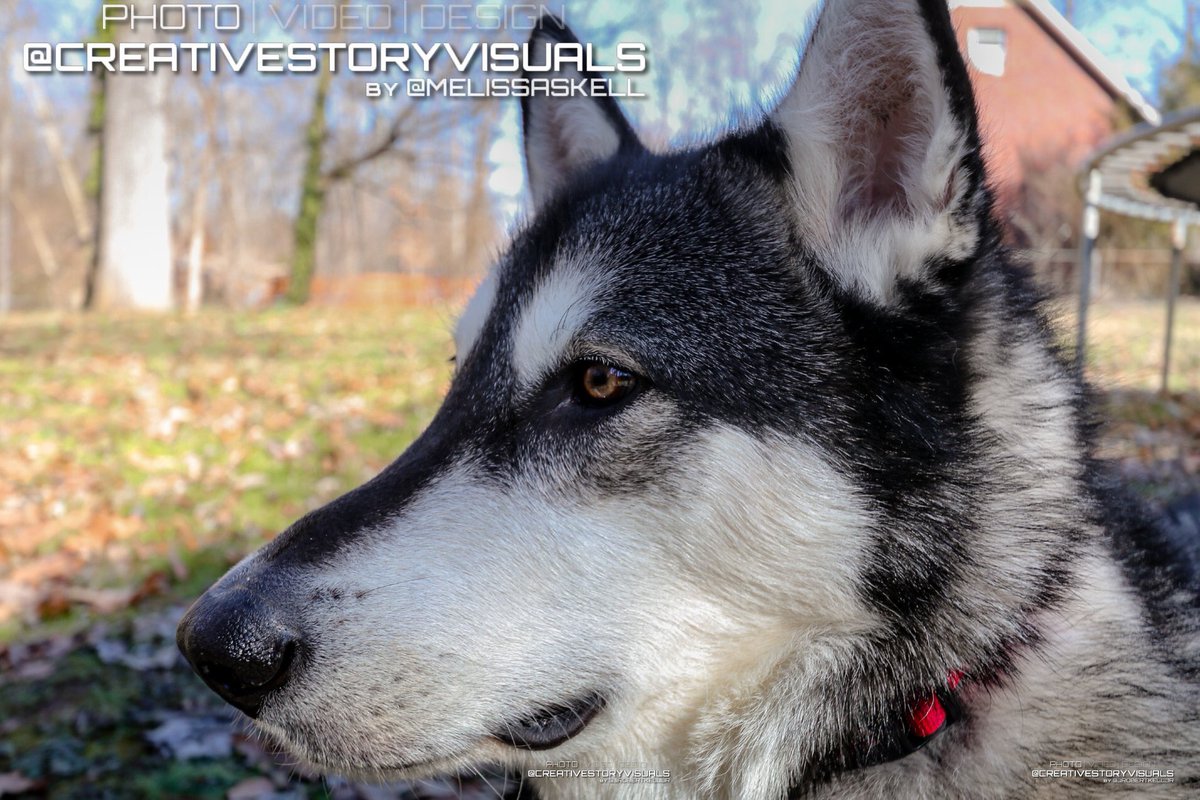 CreativeStoryVisuals tweet media