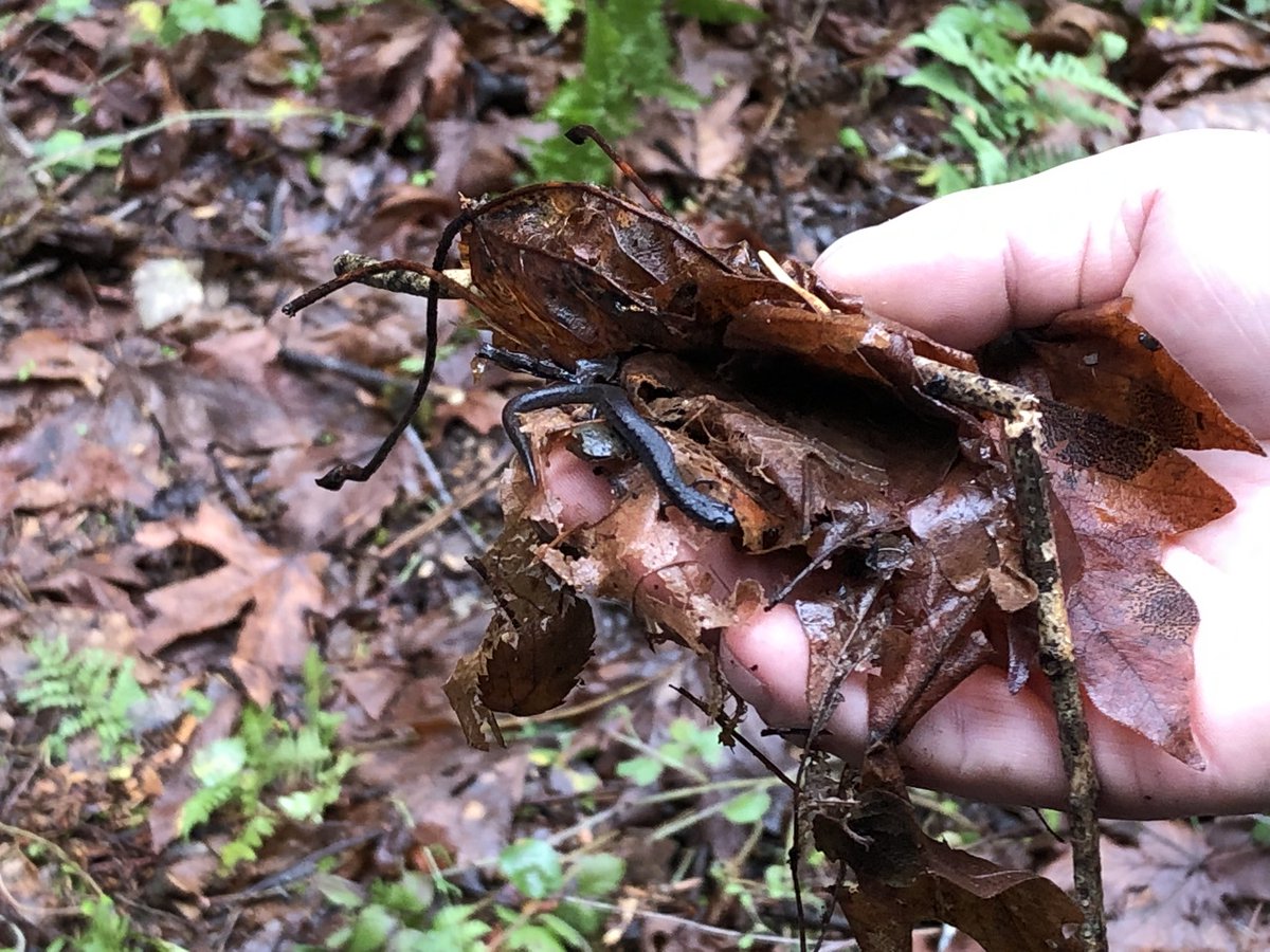 viner_jayne's tweet photo. Hawk finds a salamander https://t.co/IKbiUKLPu5