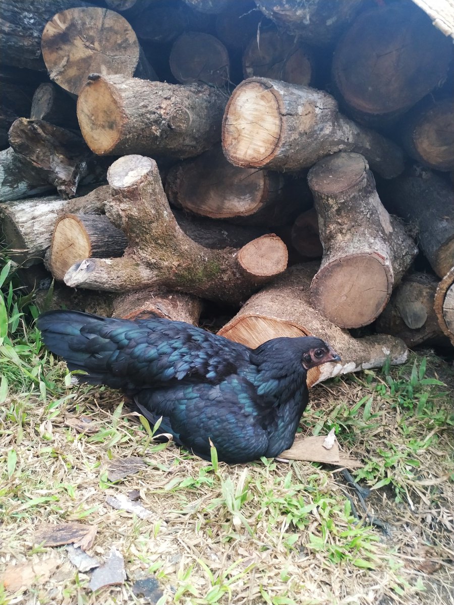 SusiRivotril's tweet photo. Essa é a Natasha gente, mainha quer assassinar a Nath porque ela quer comer galinha guisada, tentei convencer mainha a não matar a Nath pois ela é muito meiga, daí minha mãe usou o argumento que ela bota ovos muito pequenos e faz muito escândalo pra pôr os ovos #PrayForNatasha https://t.co/bCspD3vGjR
