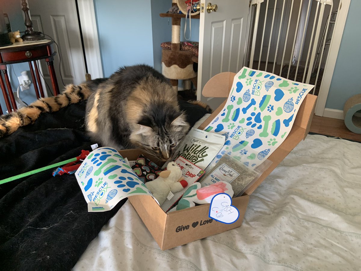 AmandaSmokeyIs1's tweet photo. Our new #RescueBox came today. Me already having fun ๐บ๐ Isabella @toby_rules1 @MaineCoonCatsOH @LittleMaineCoon @JusticeToAll @JoyOfCats @TheCatMalice @berylcoon @fluffybasil @GeneralCattis @LordGraydon @CoonQuizmo @MissyTheB @RitaLuc80001133 https://t.co/7ta9h3CmUW