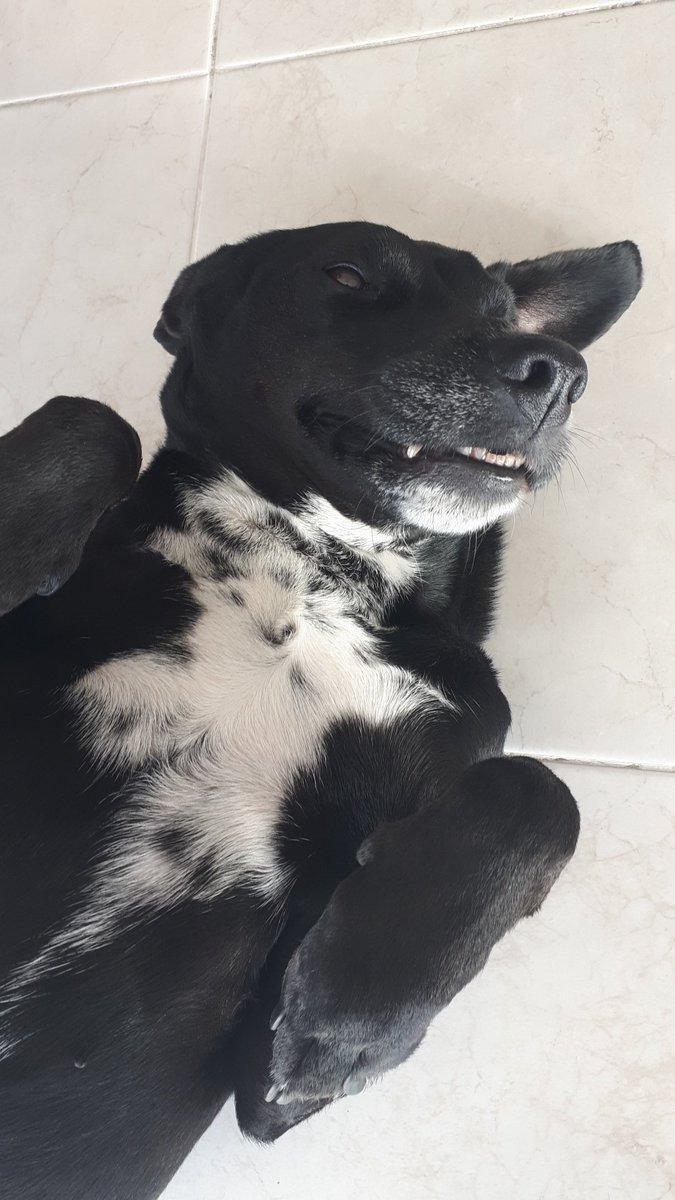 jaimeekresin's tweet photo. Week 2: Puebla ✔ I can't believe I'm already half way through my exchange! I forgot to take photos I was that busy this week, but here's the dorm doggo 😍 #QUTGlobal #TecdeMonterrey #iWinterMX #studyabroad #Mexico https://t.co/420icu3Lnr
