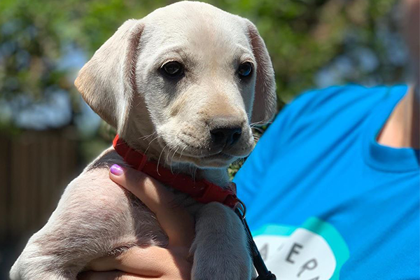 “Listos para llegar a un nuevo hogar”: Habrá nueva jornada de adopción de perros en Chicureo 
La ONG “Aperremos” espera que más familias se motiven a acoger una nueva mascota 
chicureohoy.cl/actualidad/lis…