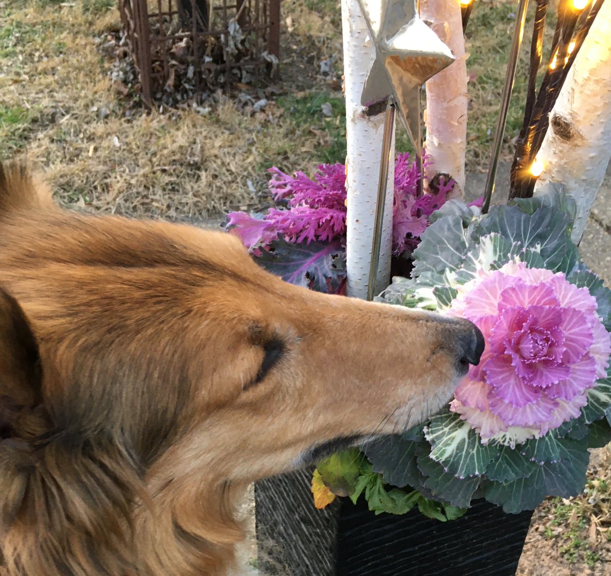 It was chilly 🥶 but this #collieflower enjoyed a brisk walk and ended up #reachingforthestars ⭐️
🌸 🥬 🌸 
I wasn’t sure if the plant 🌱 was a cabbage 🥬 or 🌸 #flower so I had to get closer and inspect it! 🥬 🌺 

#collie #dogsandflowers
