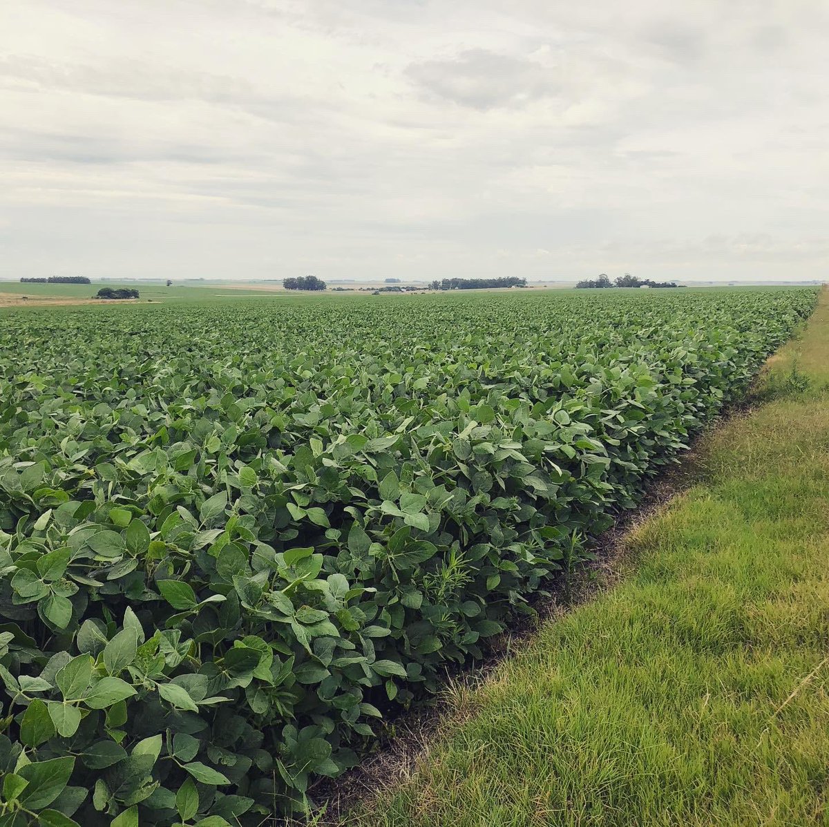 agrocapital_uy's tweet photo. Estuvimos recorriendo los cultivos de #BonoAgricola junto con @meatsoriano . Ya jugado gran parte del partido en el Maíz de primera, nos acercamos al PC en la soja. Que sigan las lluvias 🌦 https://t.co/IRVS8P91m4