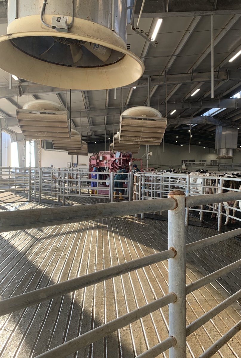Davidrowe_1's tweet image. I visited a farm in Qatar last week to deliver on farm training.  Proud to be  Representing the @SaveCowsNetwork teaching the #Dairyland hoof care course. A great experience working with some great guys using #ComfortChute #SaveCowsNetwork