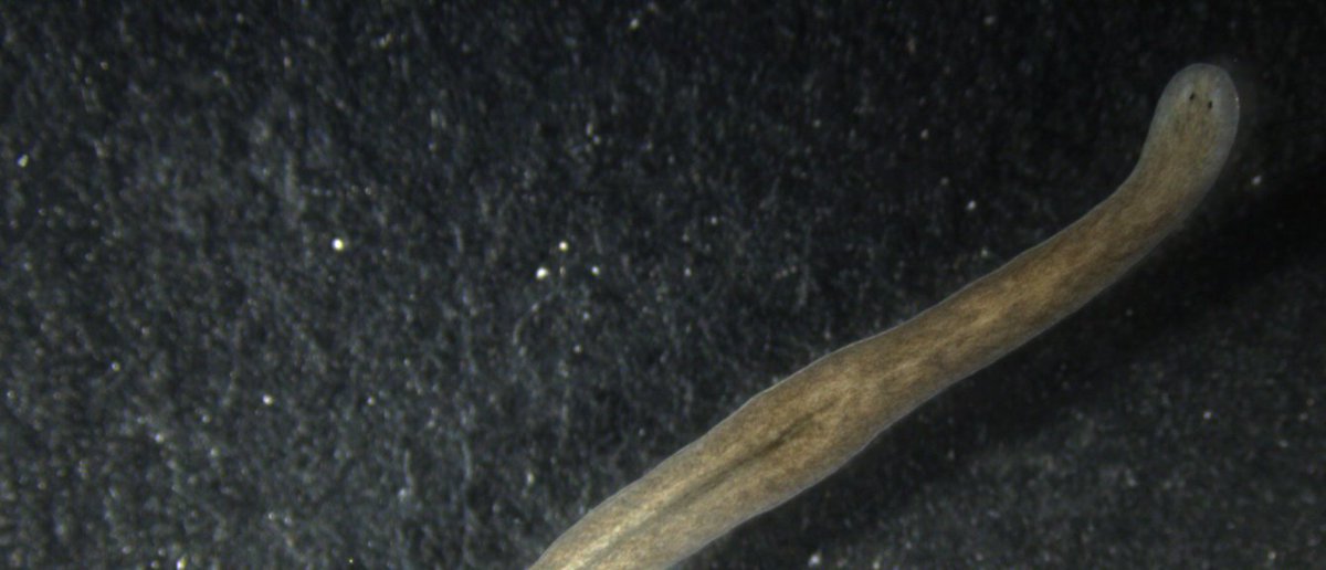 Results from a Northwestern University study of the planarian flatworm could have ramifications for novel tissue engineering methods.