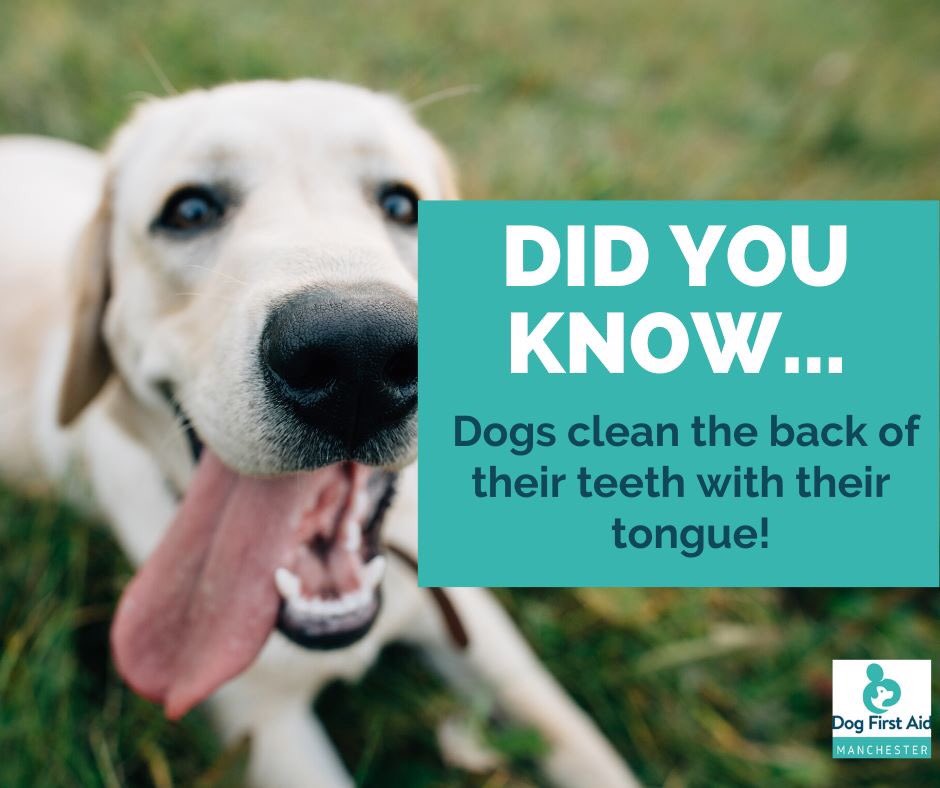 Dogfirstaidoxon's tweet photo. Good evening #franchisehour 👋🏽 Are you a dog owner or professional in the #Oxfordshire #Buckinghamshire #Berkshire area? If so then my #DogFirstAd courses are for you. Visit https://t.co/u2XQCWjvwx for more info.. in the meantime, here’s a fun little fact for all you dog lovers. https://t.co/1y7GCX6Q3x