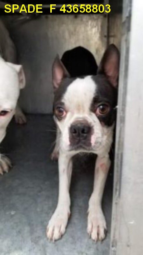 RalasGang's tweet image. ⚠❤LET'S SAVE SPADE ❤⚠Dear God what have we become!The POS who dumped #Spade knew full well that a #bostonterrier won't survive this hellhole called #PVACTX! #PalmValley is a death sentence for her! #SaveSpadePalmValley 
@SNORTRescue
🙏#SavePalmValleyPups Pledge w 
@bvanhool