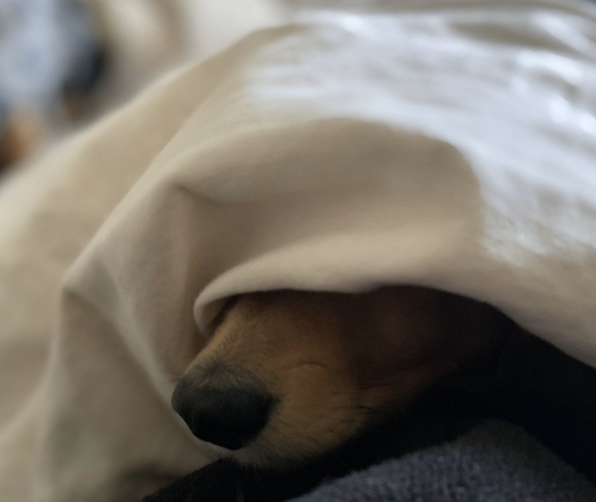 HuxandRosa's tweet photo. Today’s feels ... waiting for the heating engineer 🥶🥶🥶😂🐾 #colddog #duvetday #brokenheating #snout #keepingwarm #dachshund #dogsoftwitter #creamdachshund 🐾 https://t.co/8s47xKx2vo
