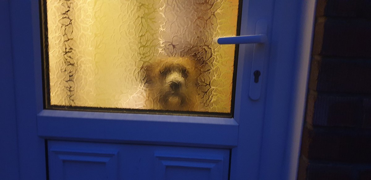 JasmineWhitney's tweet photo. I will never ever get tired of seeing this face. 🥰 #MyLittleBoy #numberonedog https://t.co/iPlKZdEwvr