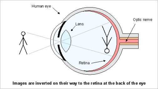 GTheehteam's tweet photo. In science class, this diagram FLOORED my class. The eyes see images inverted. The brain flips the image to see it properly. #coolsciencefacts @GLA_HWDSB https://t.co/XnFaI7BTkV